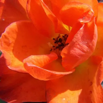 Rózsa rendelés online - narancssárga - climber, futó rózsa - diszkrét illatú rózsa - -- - Warm Welcome - (180-200 cm)