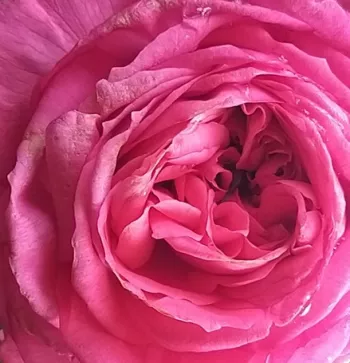 Online rózsa vásárlás - rózsaszín - erős, markánsan érezhető illatú rózsa - Pink Goldfluss - nosztalgia rózsa - (85-115 cm)