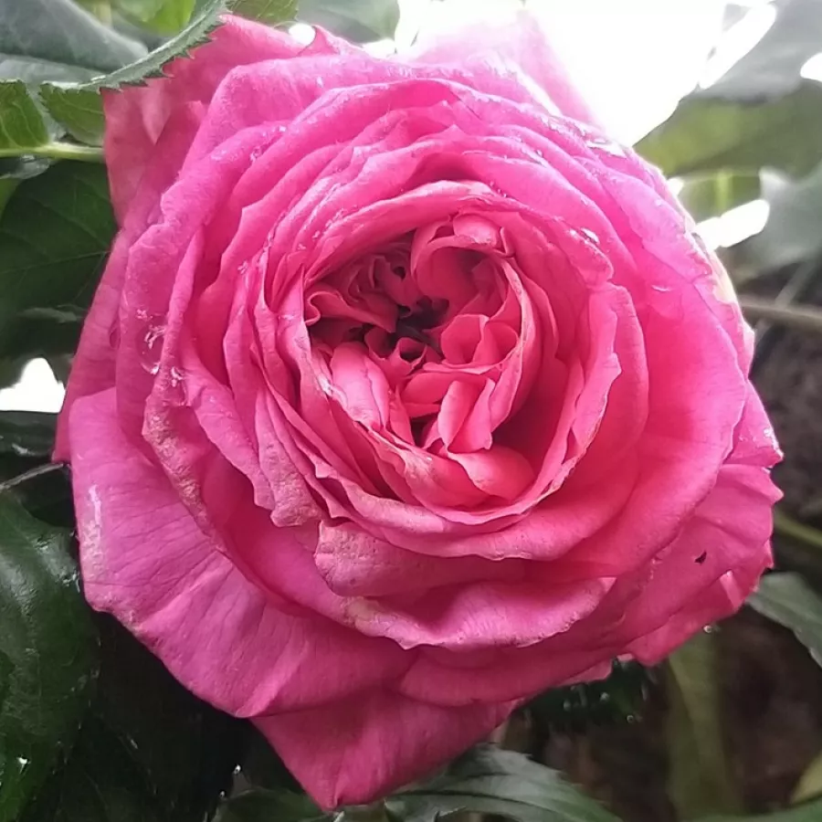 Intenzív illatú rózsa - Rózsa - Pink Goldfluss - kertészeti webáruház