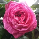 Rózsaszín - nosztalgia rózsa - intenzív illatú rózsa - -- - Rosa Pink Goldfluss - Online rózsa rendelés