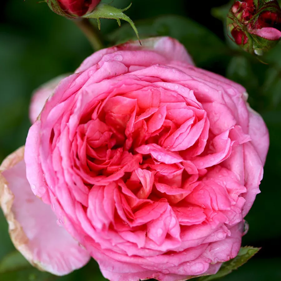 Nostalgische rose - Rosen - Pink Goldfluss - rosen online kaufen