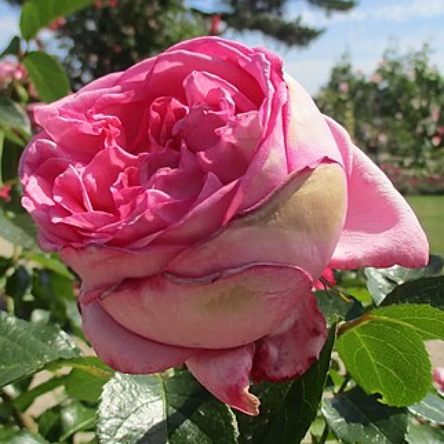 Rozettás - Rózsa - Pink Goldfluss - kertészeti webáruház