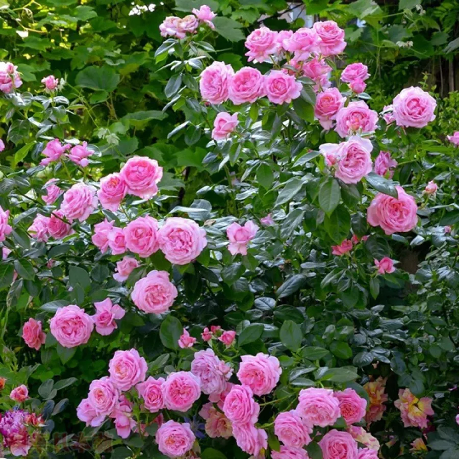 ROMANTIČNE VRTNICE - Roza - Pink Goldfluss - vrtnice - proizvodnja in spletna prodaja sadik