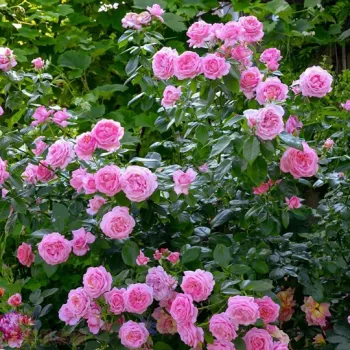 Rózsaszín - nosztalgia rózsa - intenzív illatú rózsa - édes aromájú