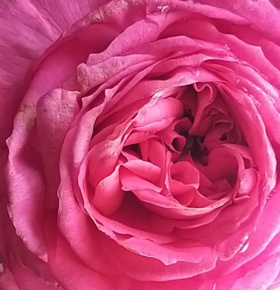 Rozettás - Rózsa - Pink Goldfluss - online rózsa vásárlás