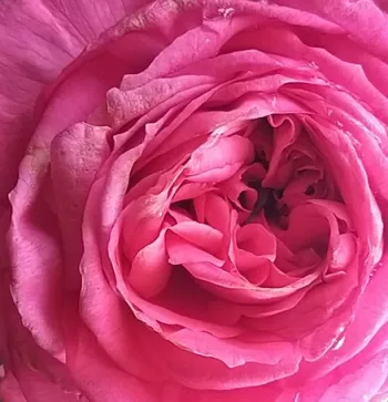 Online rózsa kertészet - rózsaszín - Pink Goldfluss - nosztalgia rózsa - intenzív illatú rózsa - édes aromájú - (80-100 cm)