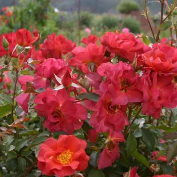 Tüzes narancsvörös szirmok, aranysárga középpel, meleg tónus. - virágágyi floribunda rózsa - közepes erősségű, jól érezhető illatú rózsa - mézes, édes aromájú
