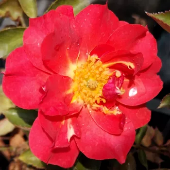 Rózsa rendelés online - narancs - közepes erősségű, jól érezhető illatú rózsa - Honey Maya - virágágyi floribunda rózsa - (60-90 cm)