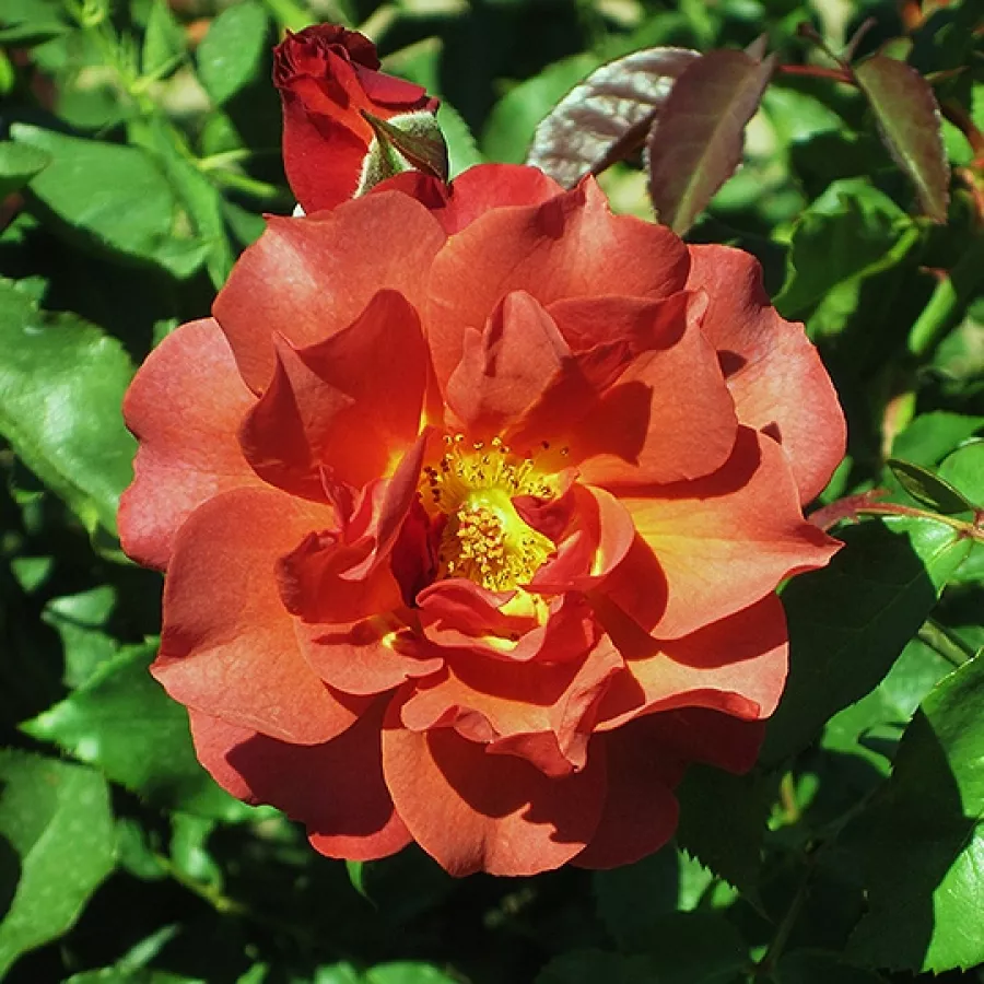 Jarko crvena - Ruža - Honey Maya - naručivanje i isporuka ruža