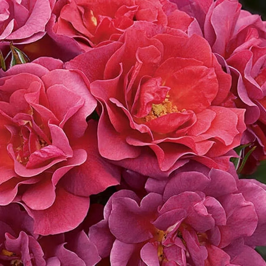Virágágyi floribunda rózsa - Rózsa - Honey Maya - kertészeti webáruház