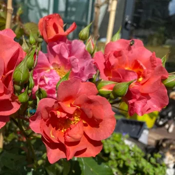 Rosa Honey Maya - rudy - róża rabatowa floribunda