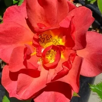 Rosen Online Gärtnerei - beetrose floribundarose - rose mit diskretem duft - - - Honey Maya - dunkelrot - (120-150 cm)