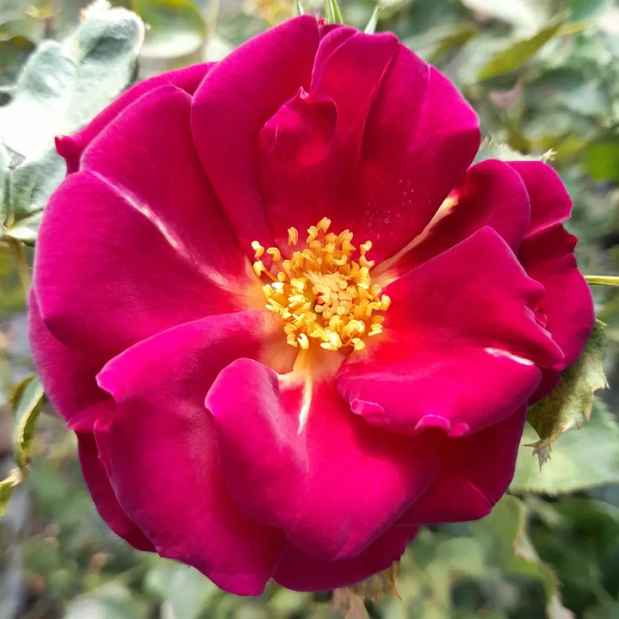 Parkrózsa - Rózsa - Wild Rover - Online rózsa rendelés