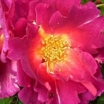 Rózsa kertészet - parkrózsa - lila - intenzív illatú rózsa - -- - Wild Rover - (120-180 cm)