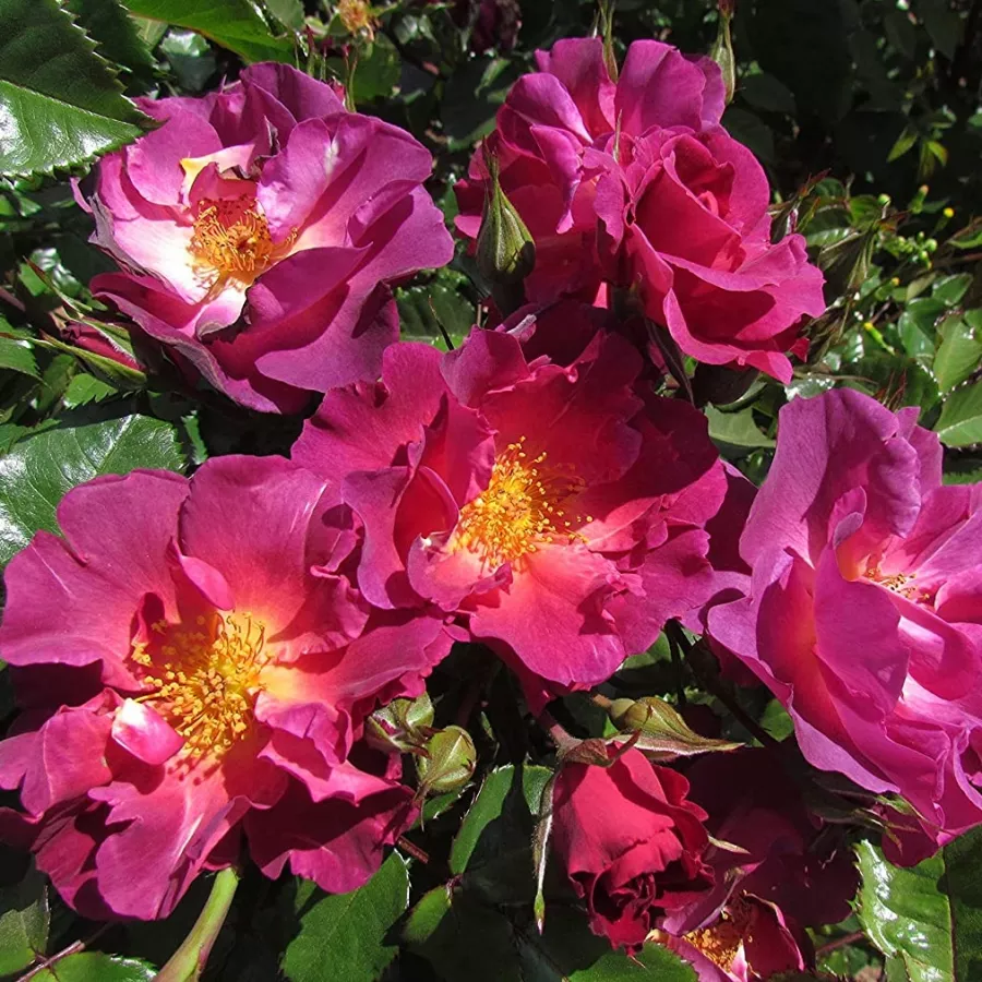 Rosales arbustivos - Rosa - Wild Rover - comprar rosales online