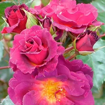 Rosa Wild Rover - ljubičasta - park ruža
