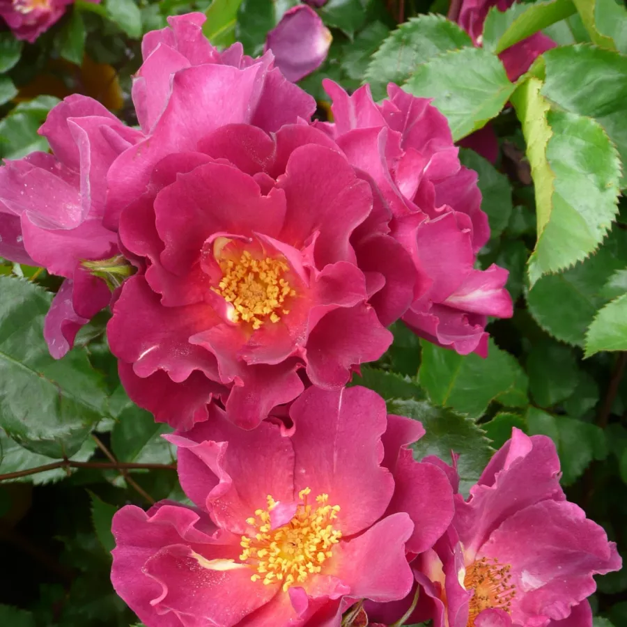 Bukietowe - Róża - Wild Rover - sadzonki róż sklep internetowy - online
