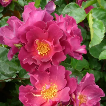 Ljubičasta - park ruža  - ruža intenzivnog mirisa - -
