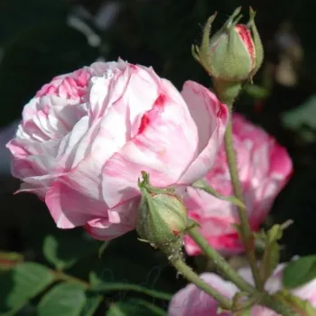 VILLAGE MAID – rózsaszín-fehér történelmi centifolia rózsa