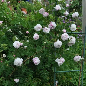 Krémfehér alapon mályvarózsaszín csíkok és sávok rajzolódnak ki. - történelmi - centifolia rózsa - erős, hosszan tartó illatú rózsa - parfümös, telt karakterű