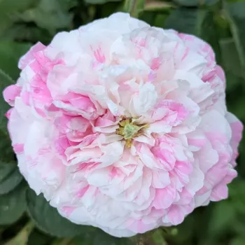 Online rózsa vásárlás - rózsaszín -fehér - erős, hosszan tartó illatú rózsa - Village Maid - történelmi - centifolia rózsa - (130-200 cm)