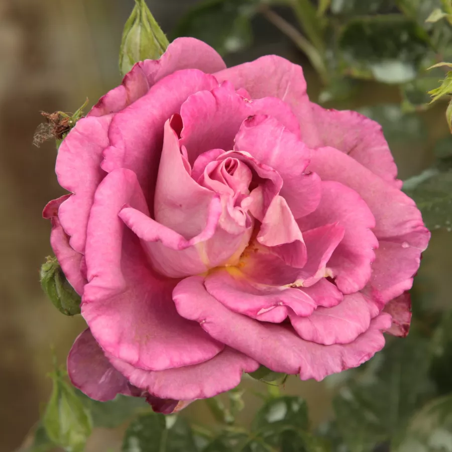 Róże rabatowe grandiflora - floribunda - Róża - Blauwestad™ - Szkółka Róż Rozaria