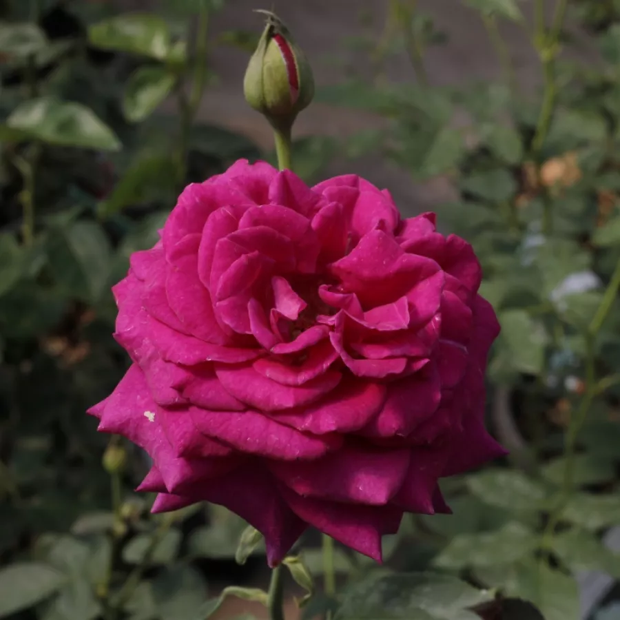 Różowy - Róża - Blauwestad™ - Szkółka Róż Rozaria