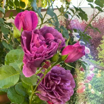 Rosa Blauwestad™ - ružičasta - Floribunda ruže