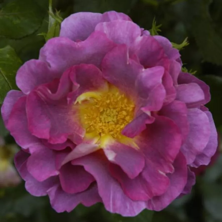 Rosa - Rosa - Blauwestad™ - rosal de pie alto
