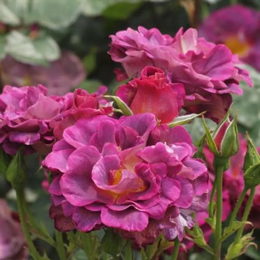 Interplant - Rosa - Blauwestad™ - rosal de pie alto