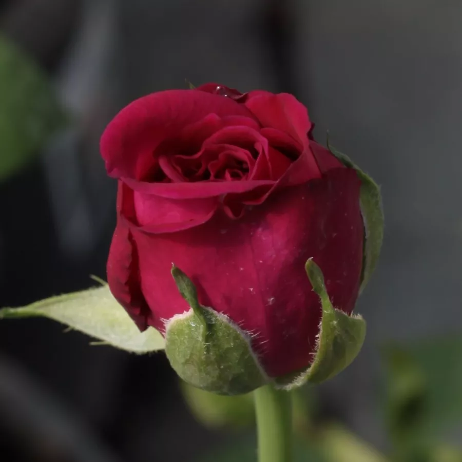 Szimpla virágú - magastörzsű rózsafa - Rózsa - Blauwestad™ - Kertészeti webáruház