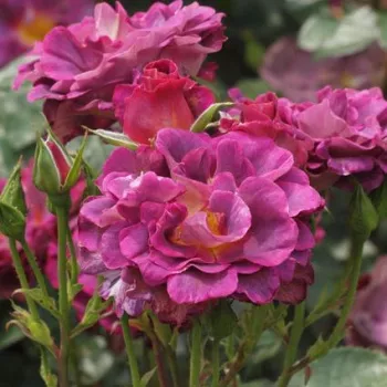 Rosa oscuro con tonos morado - árbol de rosas de flor simple - rosal de pie alto - rosa de fragancia intensa - anís