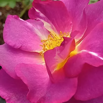 Rosa Blauwestad™ - rosa de fragancia intensa - Árbol de Rosas Flor Simple - rosal de pie alto - rosa - Interplant- forma de corona tupida - Rosal de árbol con una multitud de flores planas de pocos pétalos.