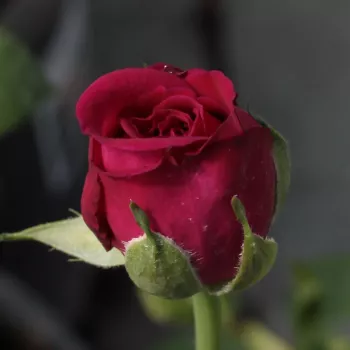 Rosa Blauwestad™ - rózsaszín - virágágyi floribunda rózsa