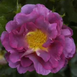 Ružičasta - intenzivan miris ruže - Floribunda ruže - Rosa Blauwestad™