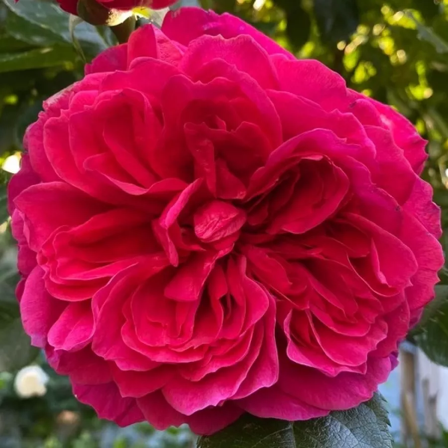 Intenziven vonj vrtnice - Roza - Rodonit - vrtnice online