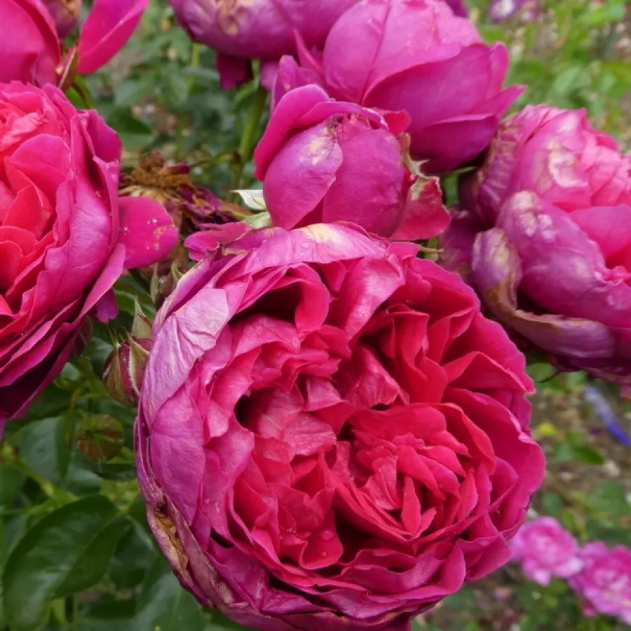Nostalgična vrtnica - Roza - Rodonit - vrtnice - proizvodnja in spletna prodaja sadik