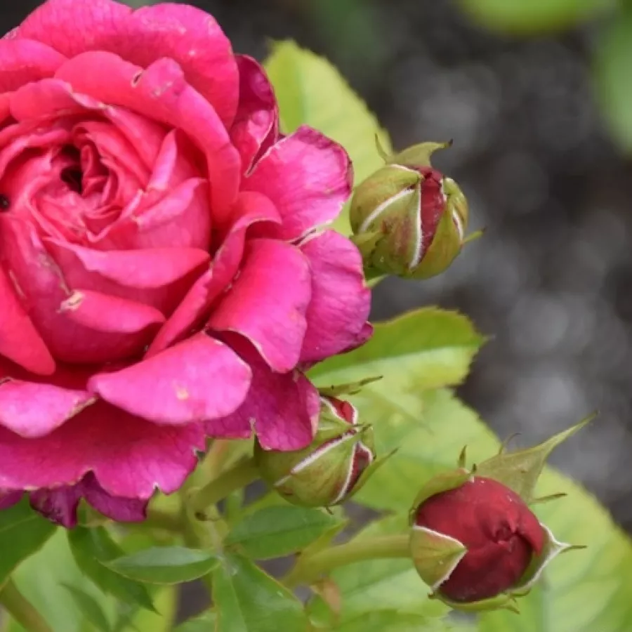 Vörös - Rózsa - Rodonit - online rózsa vásárlás