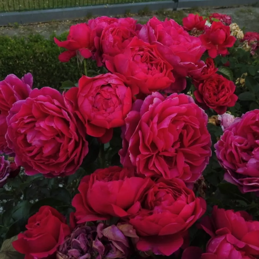 Pojedyncze - Róża - Rodonit - sadzonki róż sklep internetowy - online