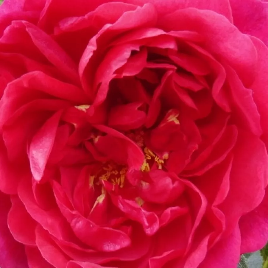 Discovered by - pharmaROSA® - Ruža - Rodonit - sadnice ruža - proizvodnja i prodaja sadnica