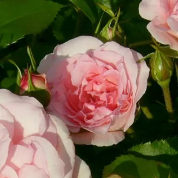 AHRENSHOOPER MÜHLENROSE – hellrosa Beet-Floribunda-Rose - Márk