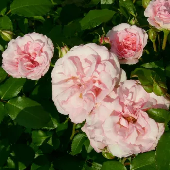 Heller rosafarbener Ton mit feiner himbeerroter Nuance. - beetrose, floribunda-rose - leicht, zurückhaltend duftende rose - diskret, weich im charakter