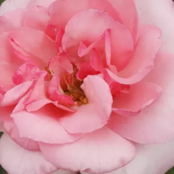 Online rosenkauf - hell-rosa - leicht, zurückhaltend duftende rose - Ahrenshooper Mühlenrose - beetrose, floribunda-rose - (40-60 cm)