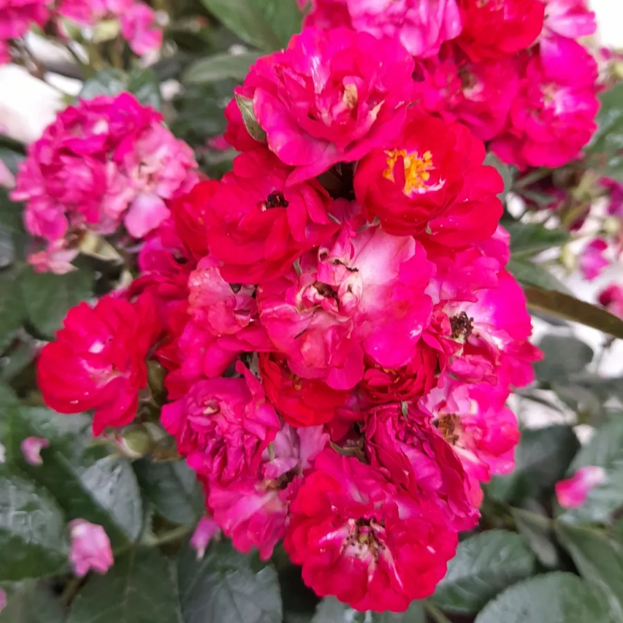 Virágágyi floribunda rózsa - Rózsa - Steel Fabric - online rózsa vásárlás
