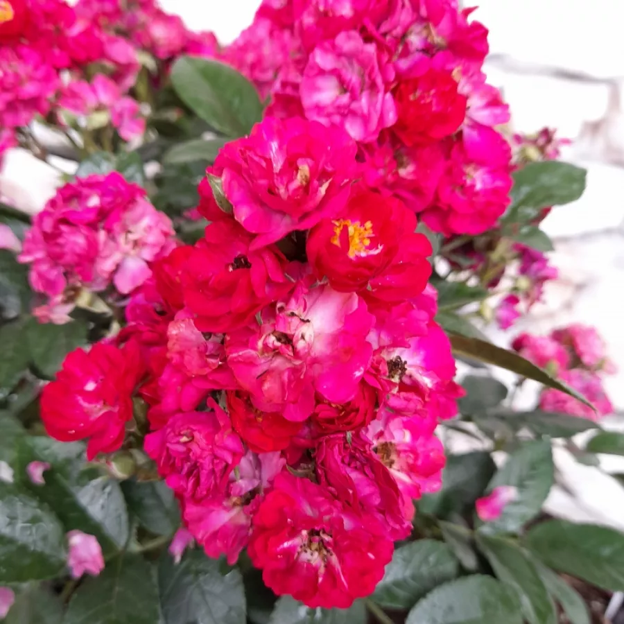 Róża rabatowa floribunda - Róża - Steel Fabric - róże sklep internetowy