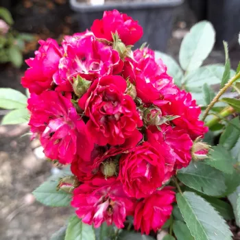 Rosa Steel Fabric - roza - vrtnica floribunda za cvetlično gredo