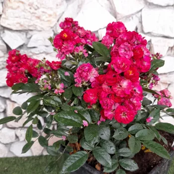 Ružičasta - ruža floribunda za gredice   (60-90 cm)