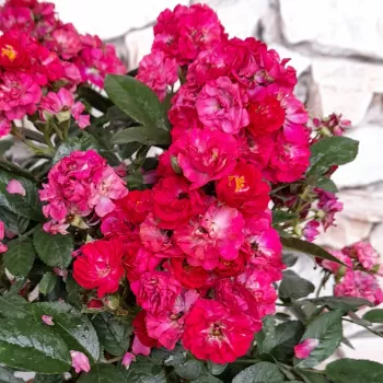 Rózsa kertészet - rózsaszín - virágágyi floribunda rózsa - nem illatos rózsa - Steel Fabric - (60-90 cm)