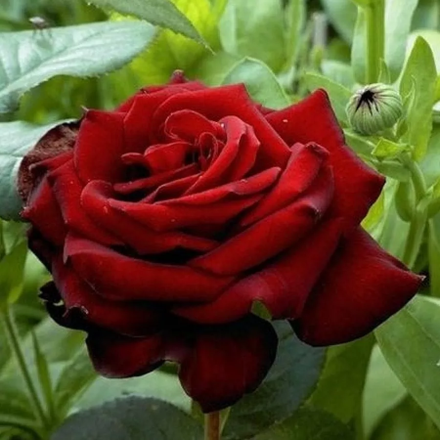 Dunkelrot - Rosen - Zora - rosen online kaufen