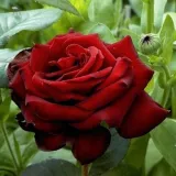 Vörös - -- - diszkrét illatú rózsa - Rosa Zora - Online rózsa rendelés
